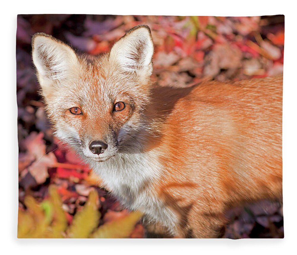 New Hampshire Fleece Blanket featuring the photograph Red Fox by John Rowe
