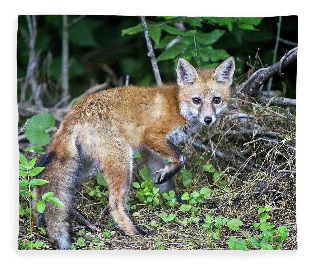 2020 Fleece Blanket featuring the photograph Red Fox Kit Exploring by Ronald Lutz