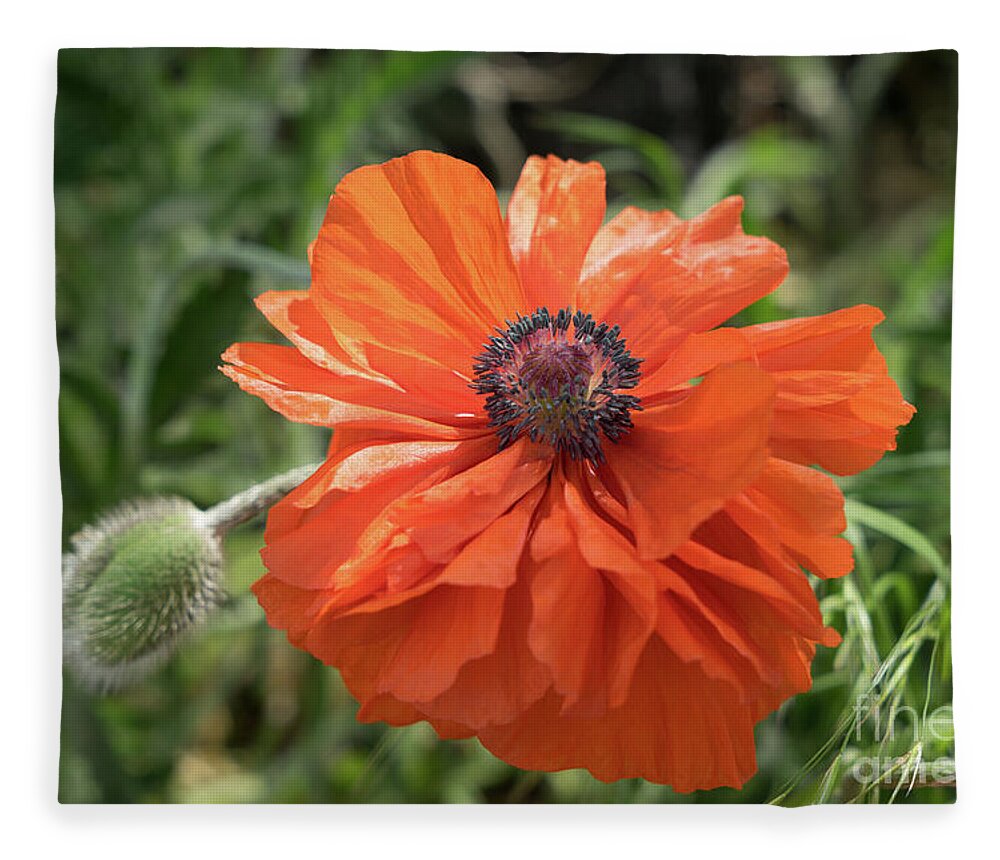 Poppy Fleece Blanket featuring the photograph Red poppy blooms on the green summer meadow by Adriana Mueller