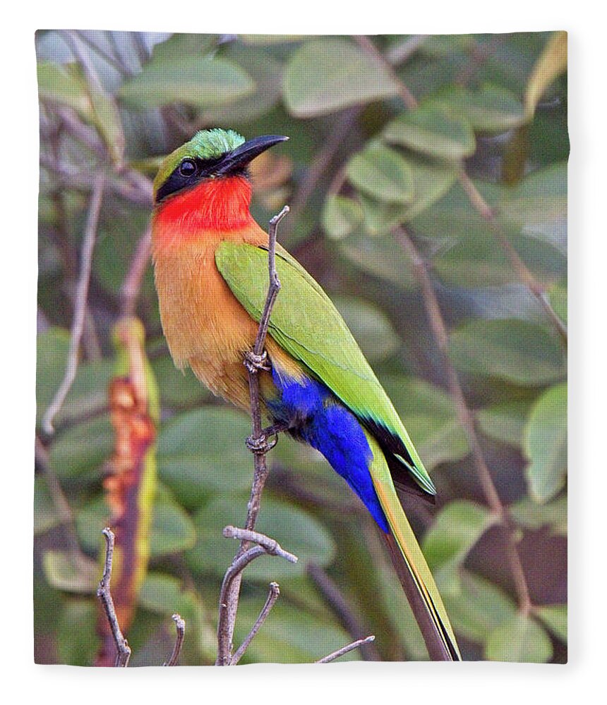 Bush Fleece Blanket featuring the photograph Red-throated Bee-eater, Merops bulocki by Tony Mills