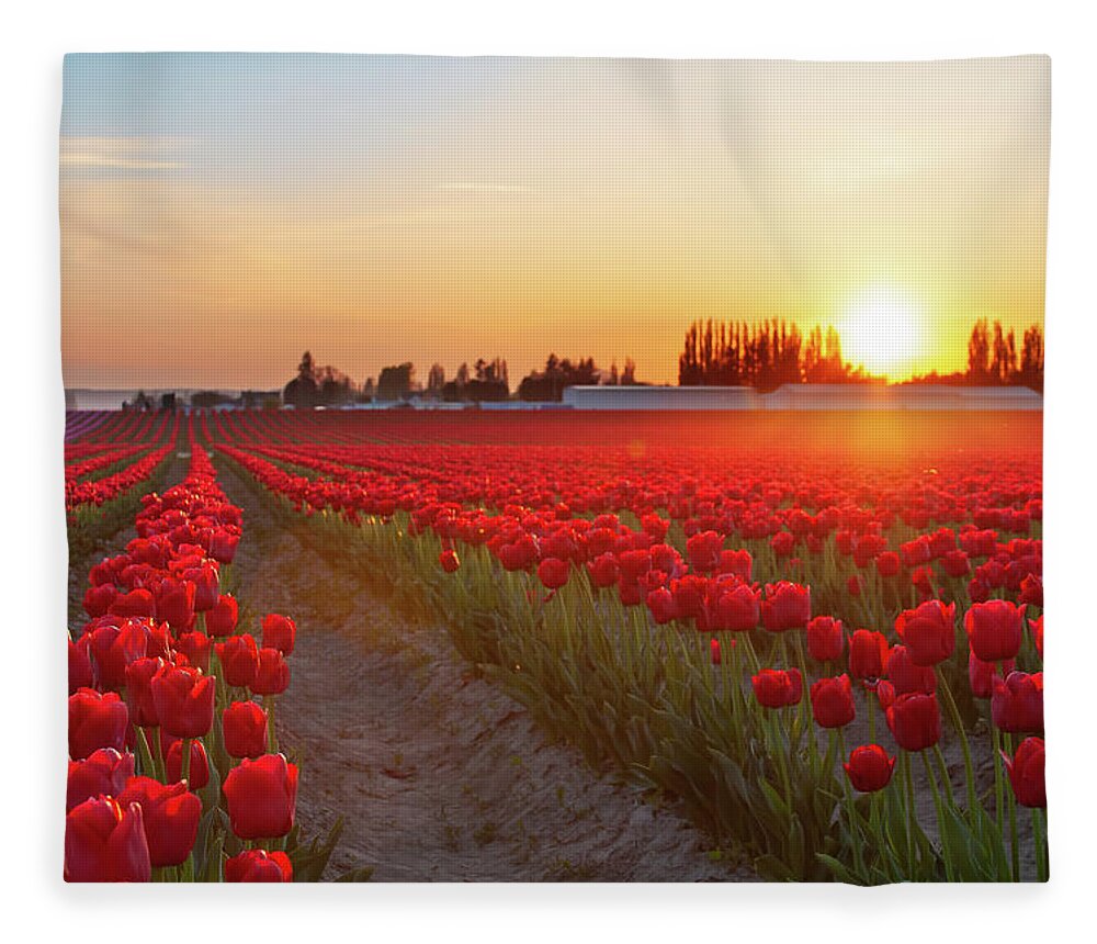 Tulips Fleece Blanket featuring the photograph Red Tulip Sunset by Michael Rauwolf