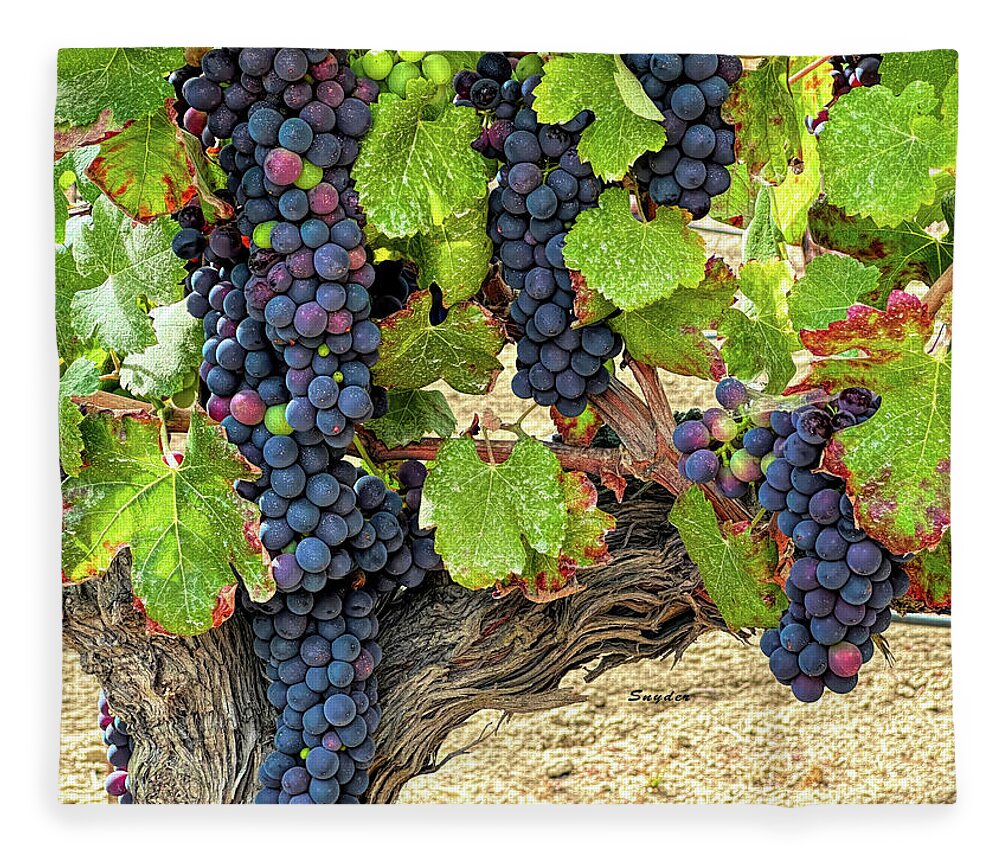 Grapes Fleece Blanket featuring the photograph Red Wine Grapes on the Vine Original by Barbara Snyder