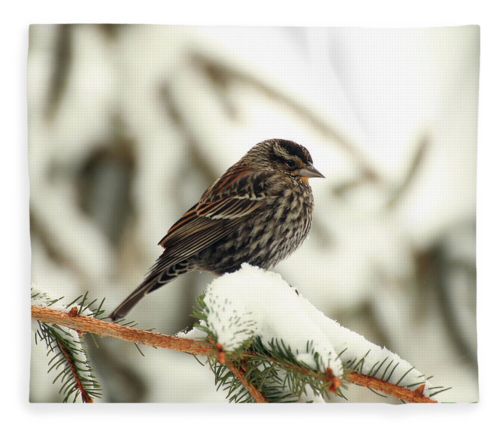 Red-winged Blackbird Fleece Blanket featuring the photograph Red-Winged Blackbird - immature by Laurie Lago Rispoli