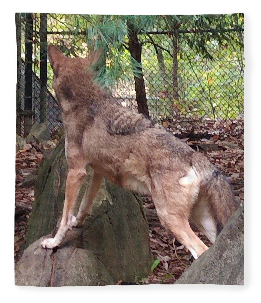 Wolf Fleece Blanket featuring the photograph Red Wolf Asheboro NC Zoo by Kim Galluzzo Wozniak