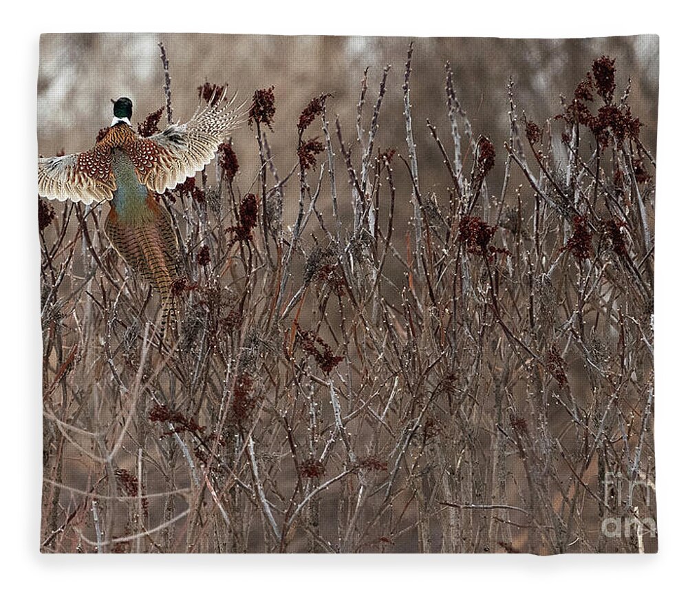 Ringed-neck-pheasant Fleece Blanket featuring the photograph Ringed-Neck-Pheasant on Wild Sumac by Sandra Rust