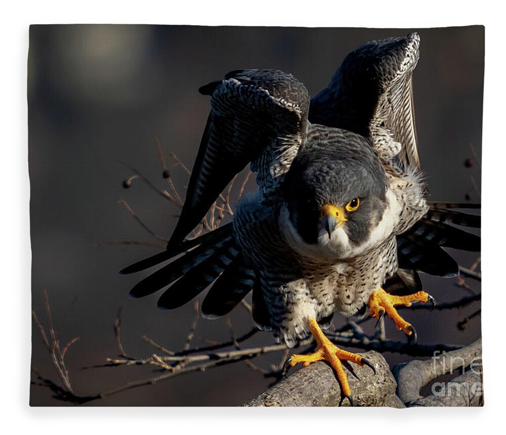 Falcon Fleece Blanket featuring the photograph Rise Up by Alyssa Tumale