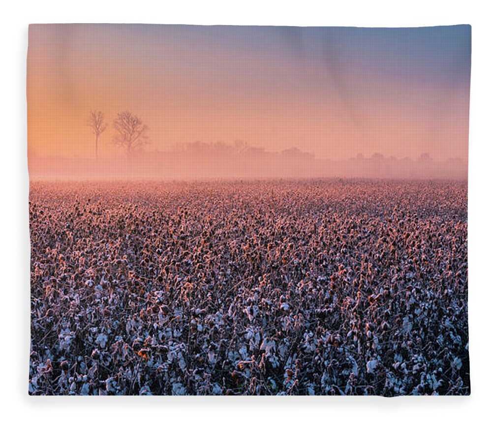 Tennessee Fleece Blanket featuring the photograph Rising sun over cotton plantation in Tennessee Panorama by Ranjay Mitra