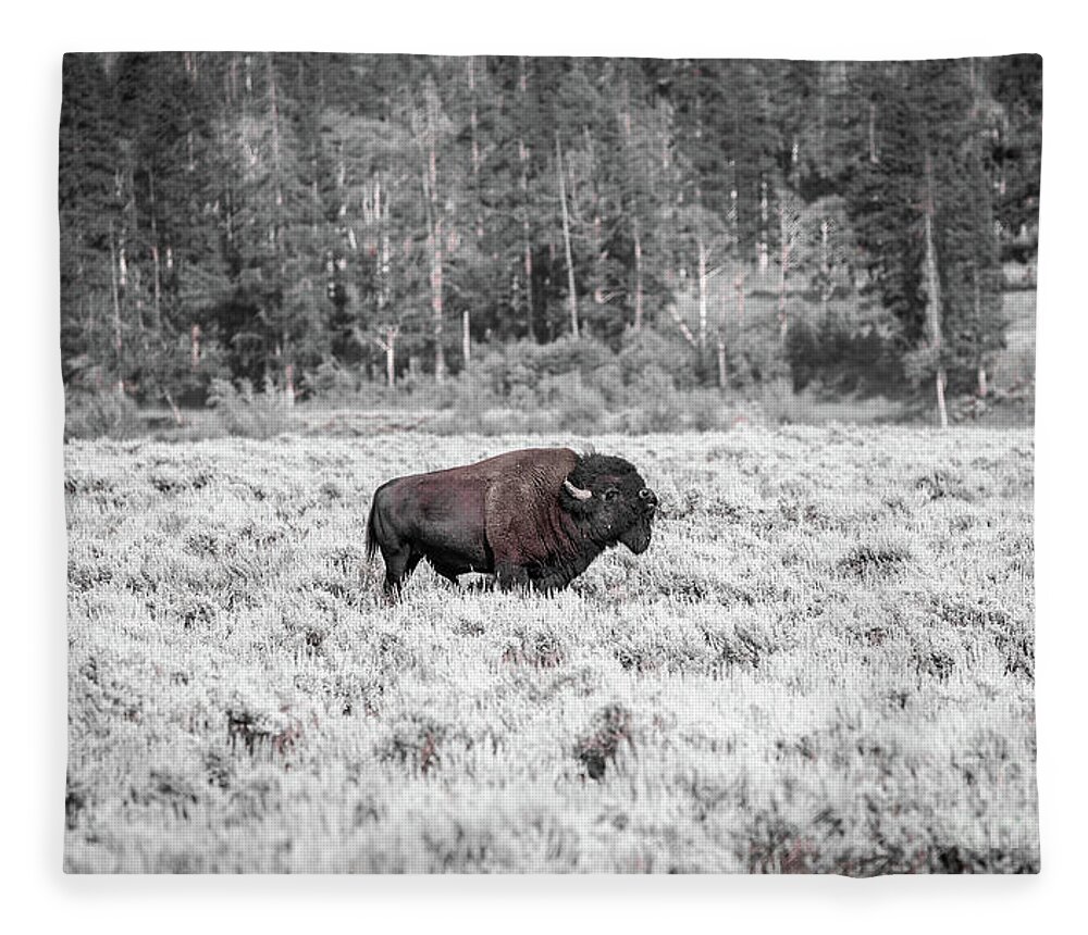 Wildlife Fleece Blanket featuring the photograph Roam Free by Dheeraj Mutha