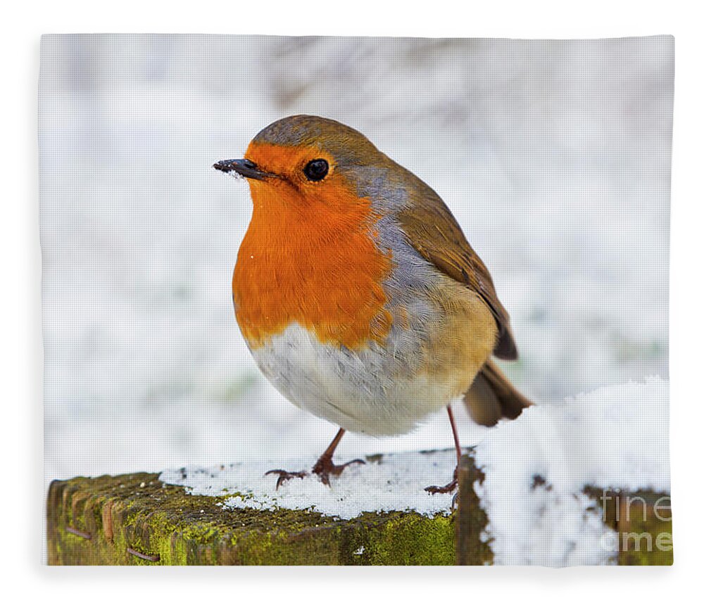 Erithacus Rubecula Fleece Blanket featuring the photograph Robin redbreast in the snow, England by Neale And Judith Clark