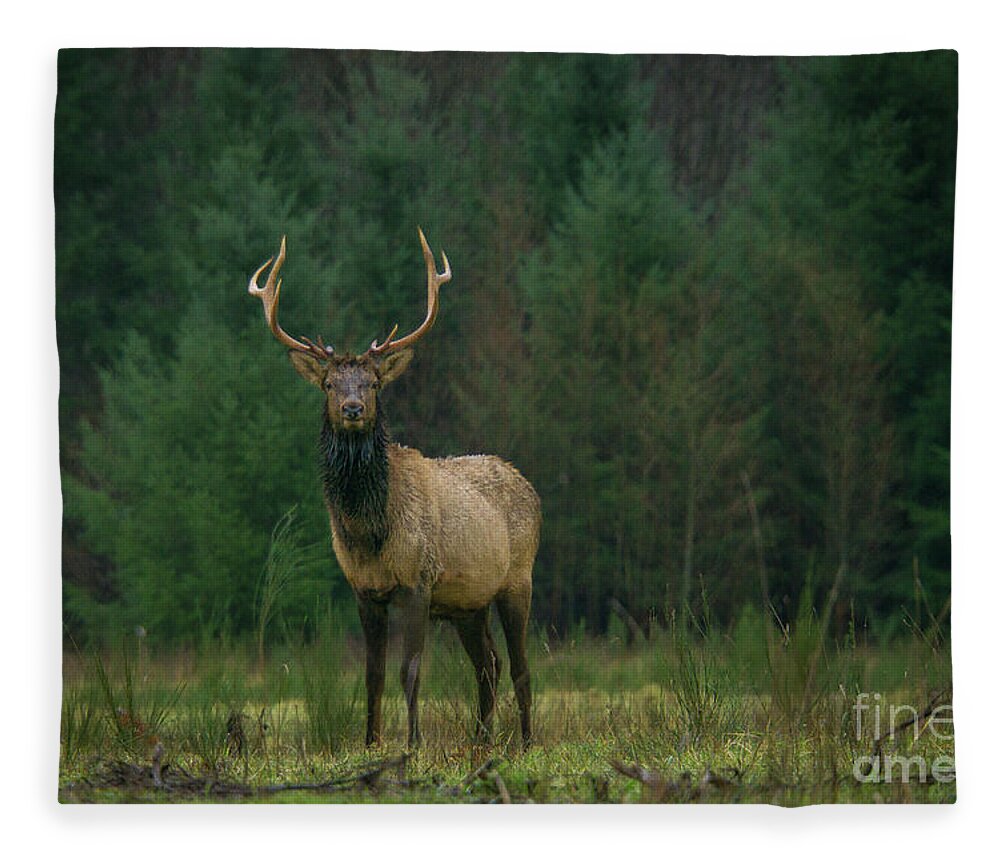 Animal Fleece Blanket featuring the photograph Rocky Mountain Elk in a Forest Clearing by Nancy Gleason