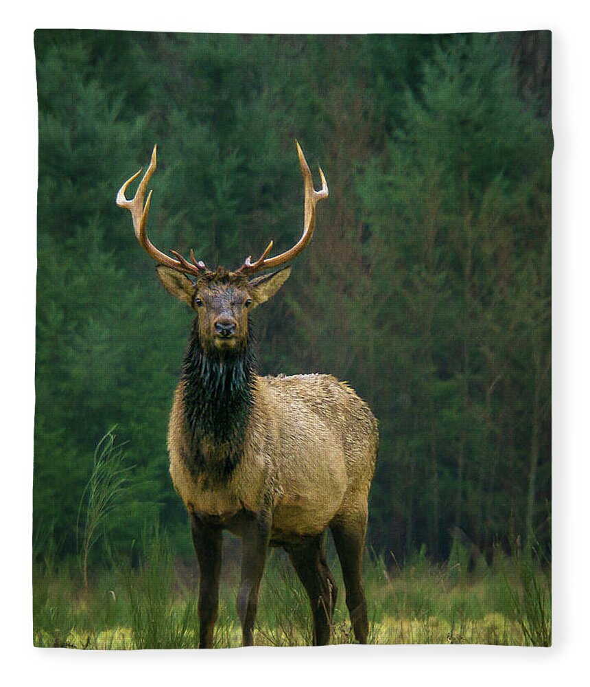 Animal Fleece Blanket featuring the photograph Rocky Mountain Elk with Attitude by Nancy Gleason