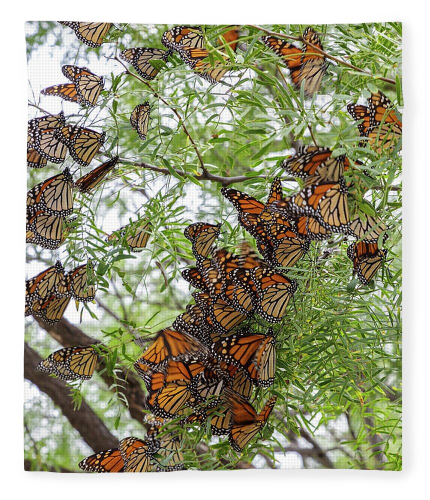 Monarch Butterfly Fleece Blanket featuring the photograph Roosting Time by Steve Templeton