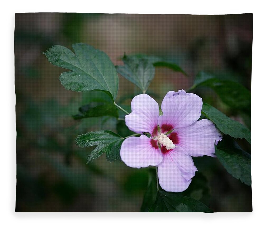 Flower Fleece Blanket featuring the photograph Rose of Sharon by DArcy Evans