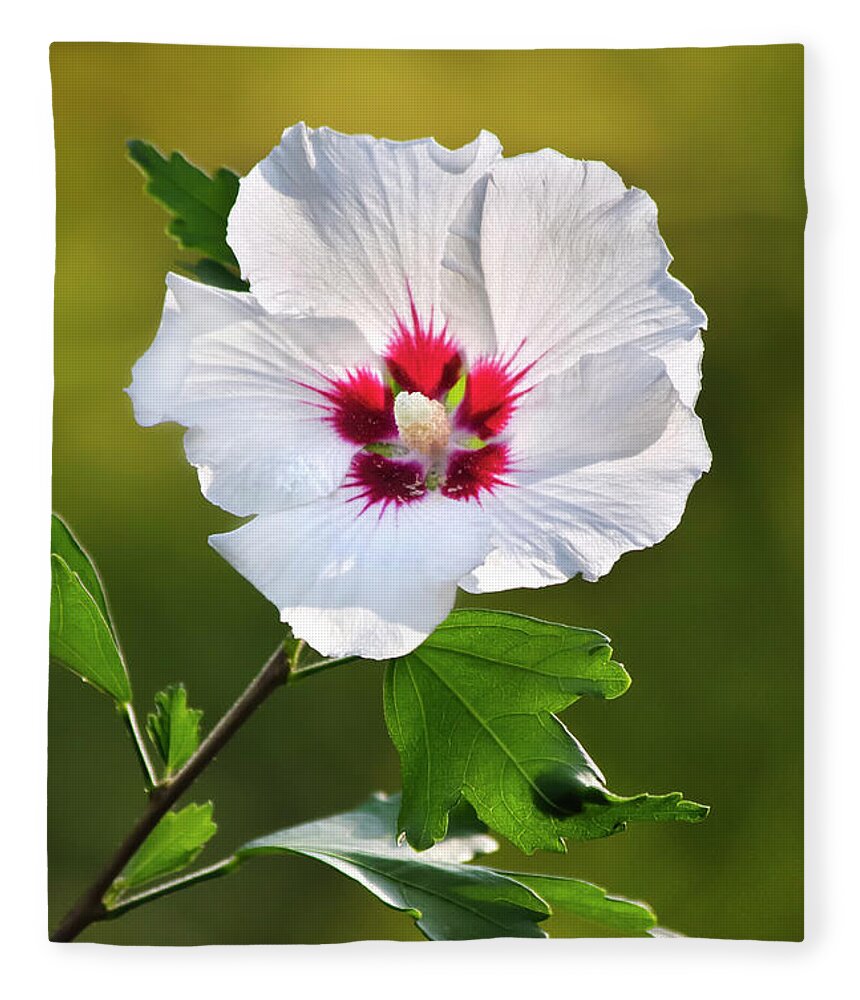 Hibiscus Fleece Blanket featuring the photograph Rose Of Sharon Flower by Christina Rollo