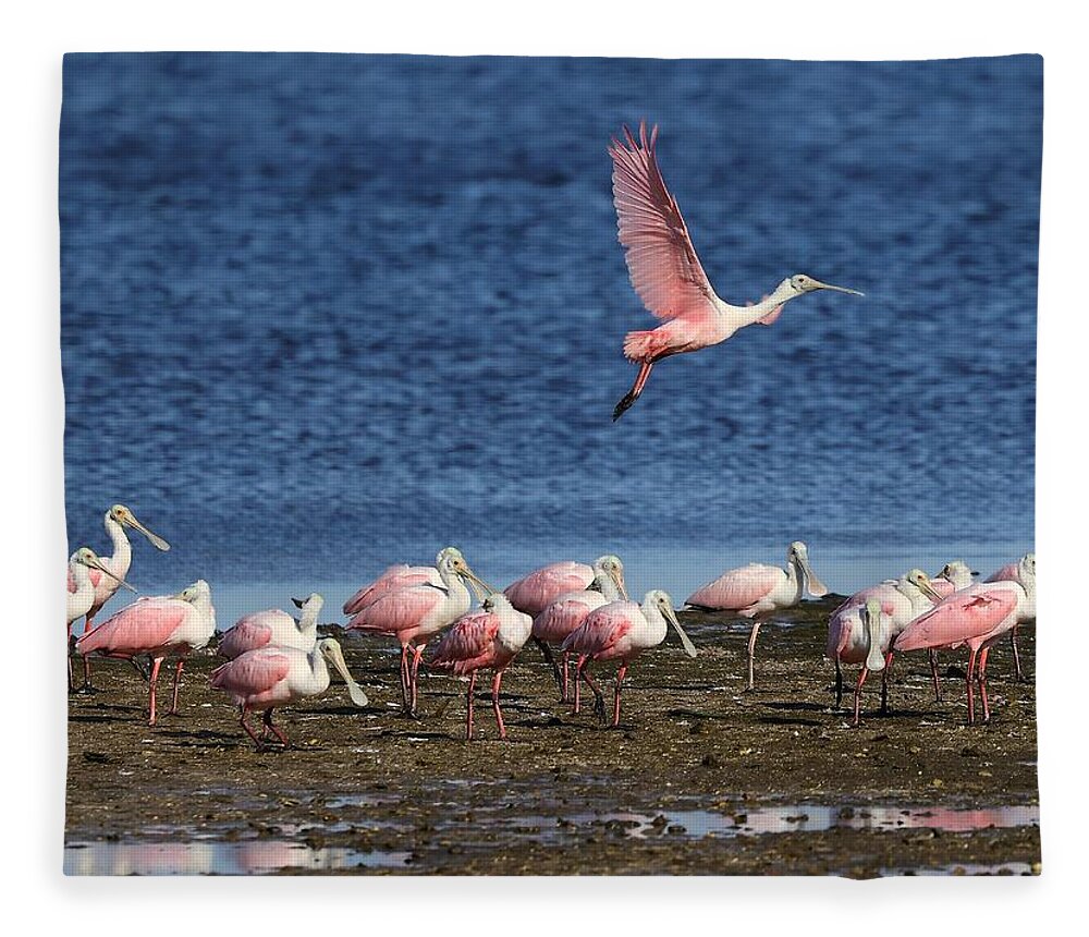 Roseate Spoonbill Fleece Blanket featuring the photograph Roseate Spoonbills Gather Together 5 by Mingming Jiang