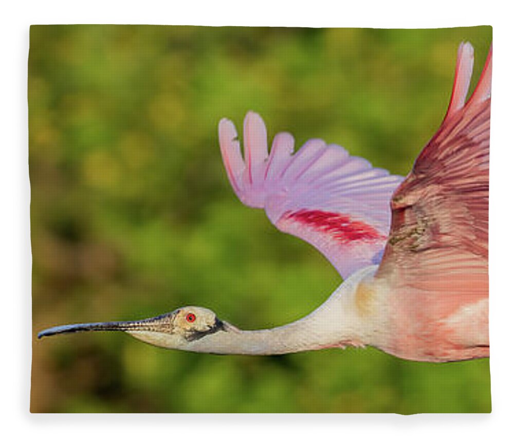 Roseate Spoonbill Fleece Blanket featuring the photograph RSB in flight #1 by RD Allen