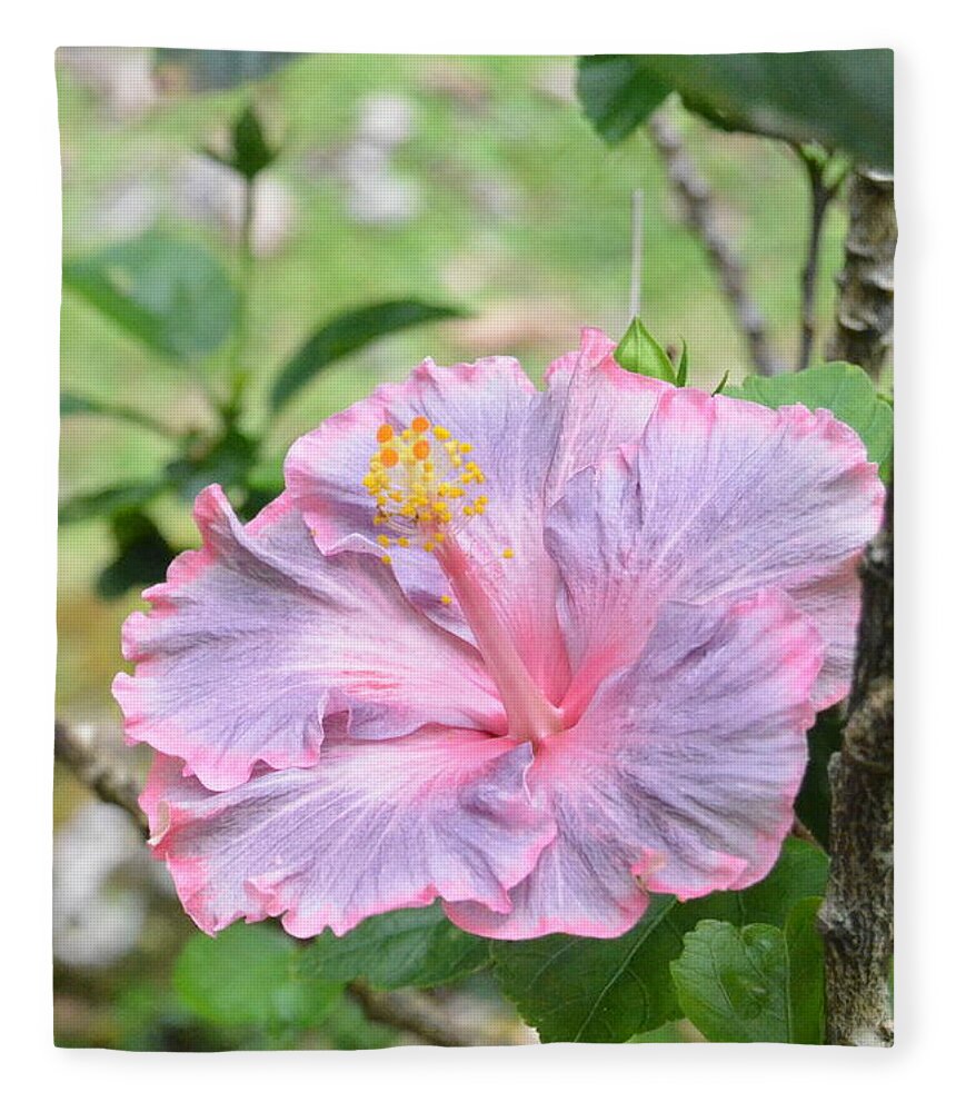 Flower Fleece Blanket featuring the photograph Ruffled Purple Pink Hibiscus by Amy Fose