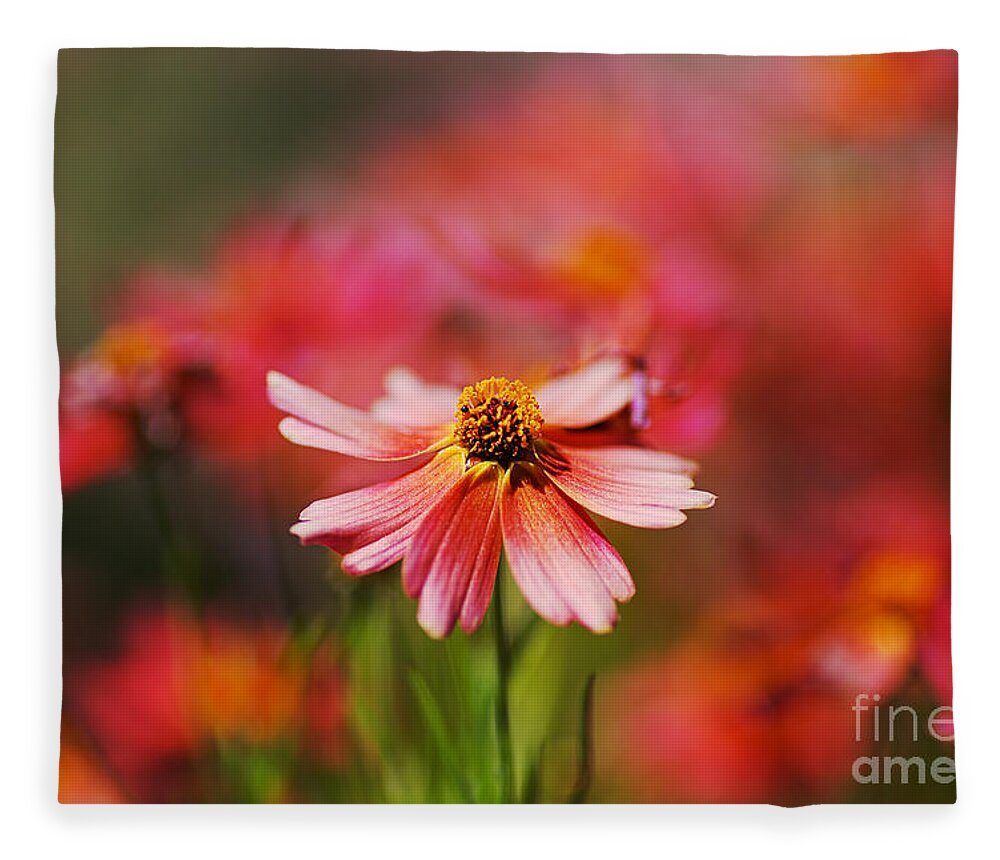 Tickseed Fleece Blanket featuring the photograph Rum Punch Plant Coreopsis by Joy Watson