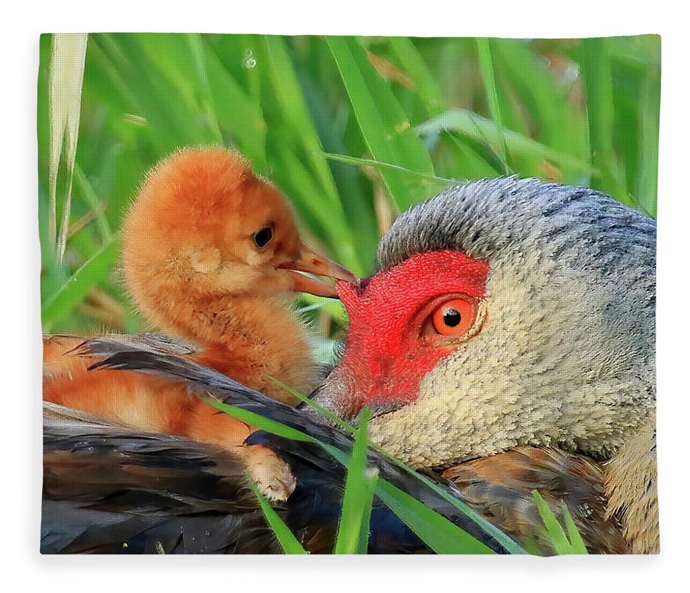 Sandhill Cranes Fleece Blanket featuring the photograph Sandhill Crane Colt Playing with the Red Skin on Mom's Head by Shixing Wen