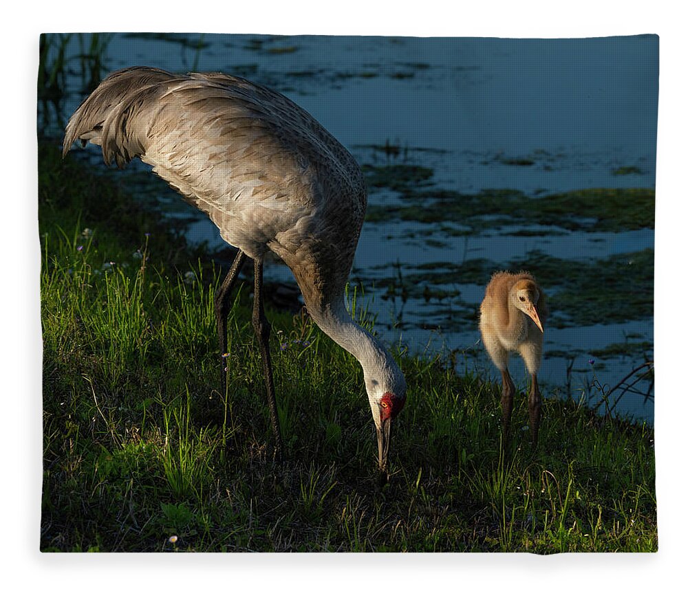 Birds Fleece Blanket featuring the photograph Sandhill Crane by Larry Marshall