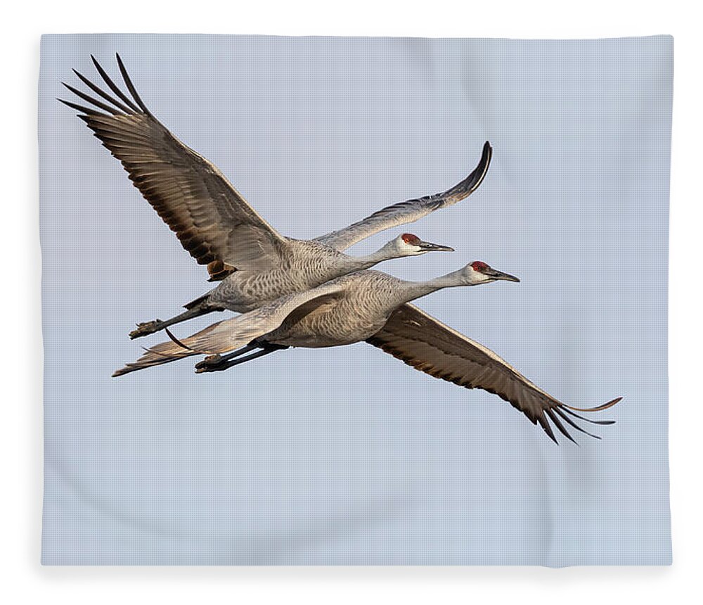 Sandhill Cranes Fleece Blanket featuring the photograph Sandhill Cranes in Flight 2020-6 by Thomas Young