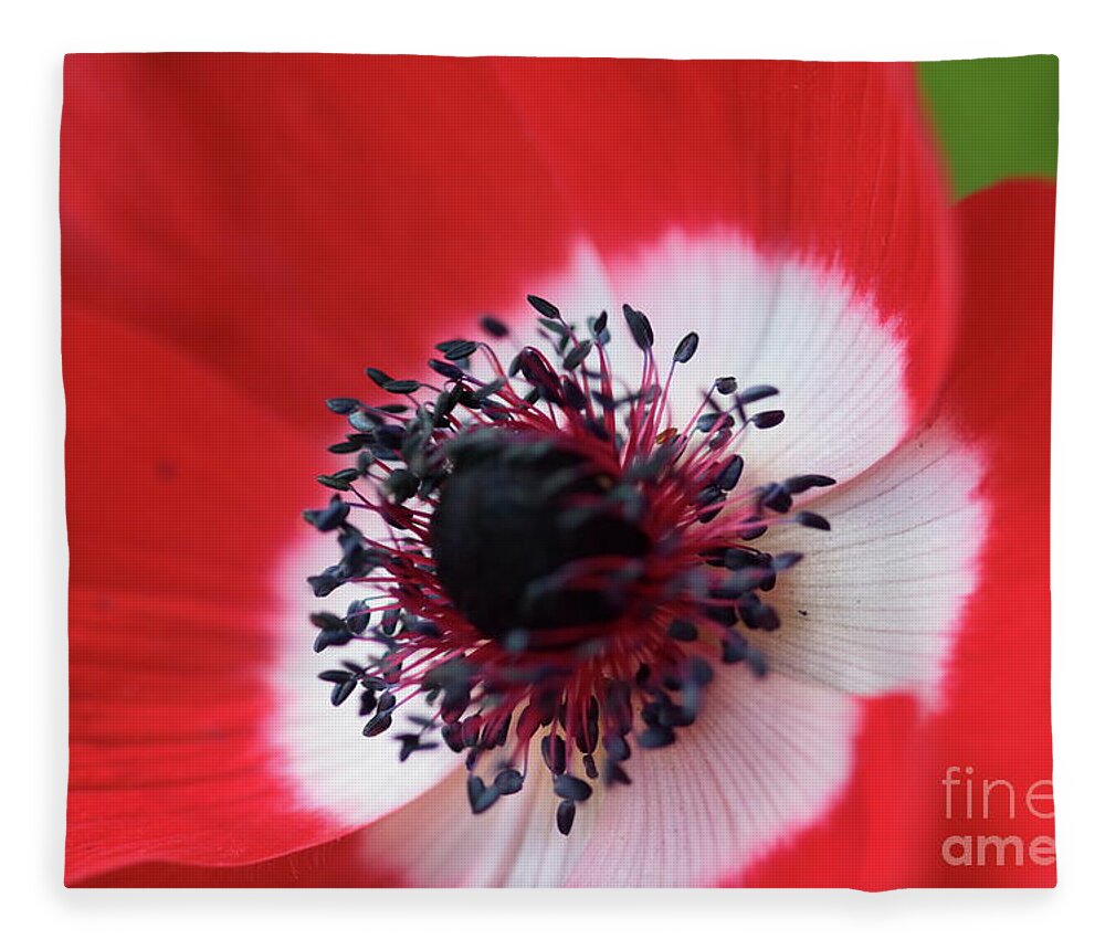Flower Fleece Blanket featuring the photograph Scarlet Anemone by Stephen Melia
