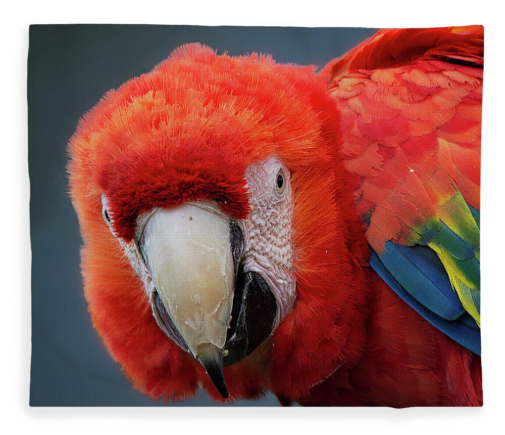 Parrot Fleece Blanket featuring the photograph Scarlet Macaw portrait by Gareth Parkes