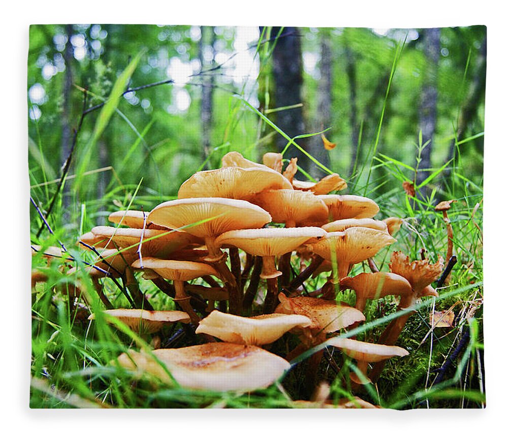 Mushrooms Fleece Blanket featuring the photograph SCOTLAND. Killiecrankie Mushrooms. by Lachlan Main
