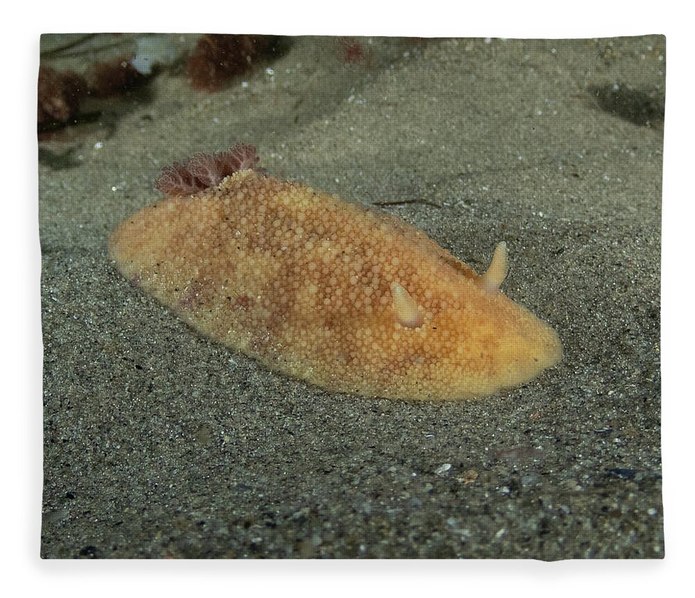 Sea Lemon Fleece Blanket featuring the photograph Sea lemon nudibranch in the sand by Brian Weber