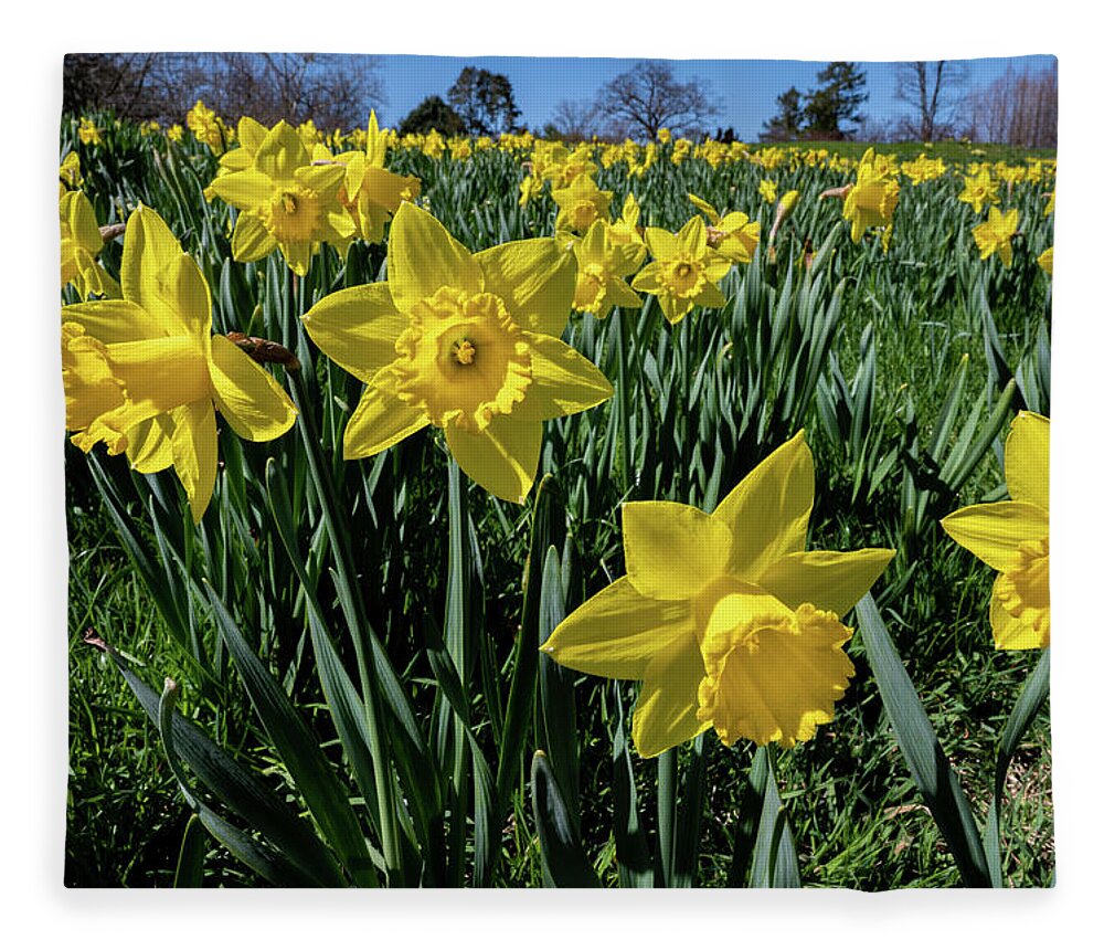 Spring Fleece Blanket featuring the photograph Sea of Daffodils by Kevin Suttlehan