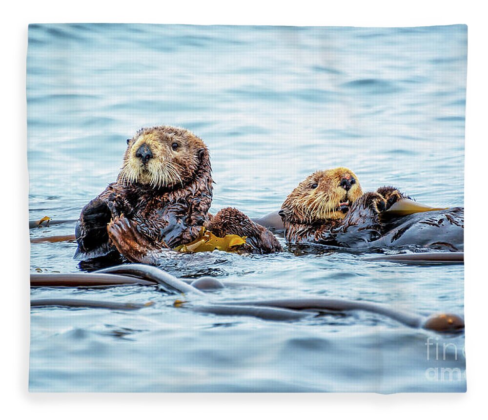 Otters Fleece Blanket featuring the photograph Sea otters, funny old couple in bed by Delphimages Photo Creations