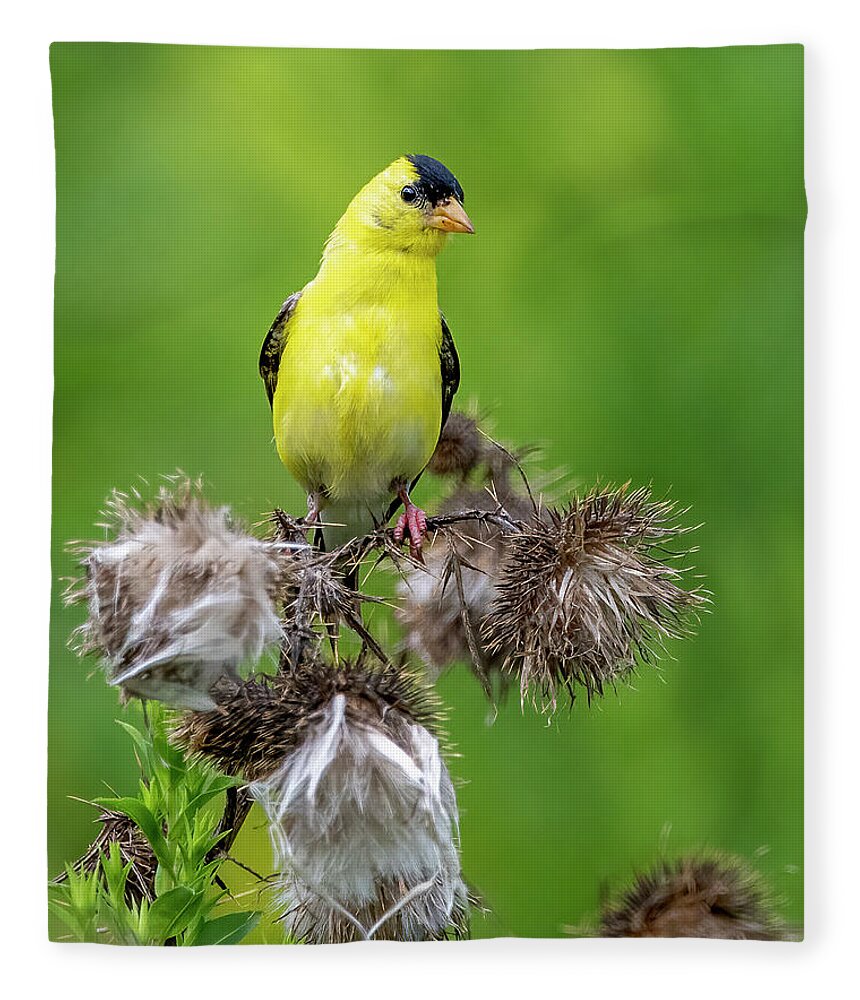 Goldfinch Fleece Blanket featuring the photograph Season's End by Regina Muscarella