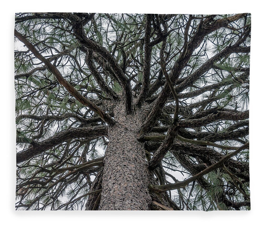 Talkest Fleece Blanket featuring the photograph Second Talkest Pine Tree in North Carolina by WAZgriffin Digital