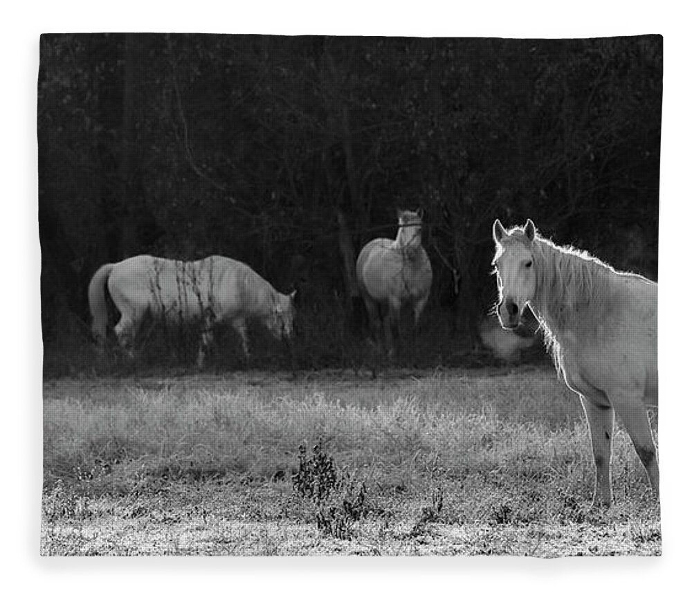 Shawnee Fleece Blanket featuring the photograph Shawnee Herd by Holly Ross