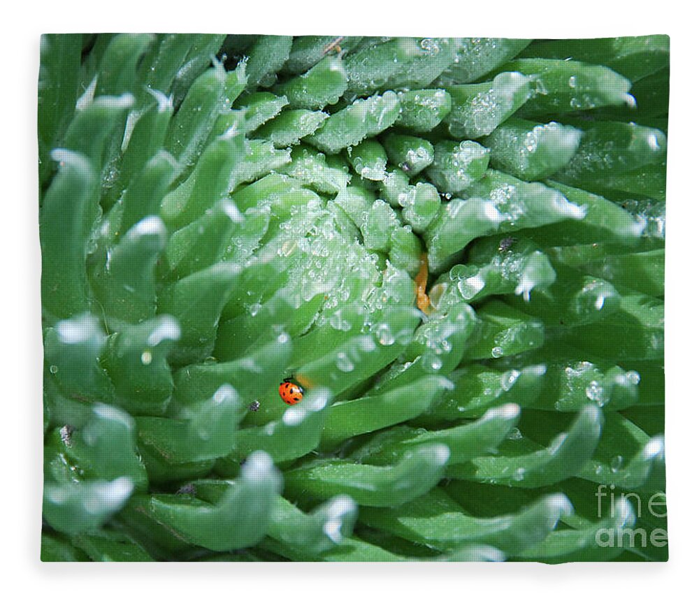 Argyroxiphium Sandwicense Fleece Blanket featuring the photograph Silversword with Ladybug on an Icy Morning by Nancy Gleason