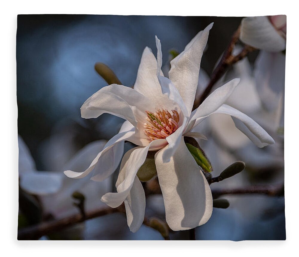 Magnolia Fleece Blanket featuring the photograph Simply Elegant Bloom by Linda Bonaccorsi
