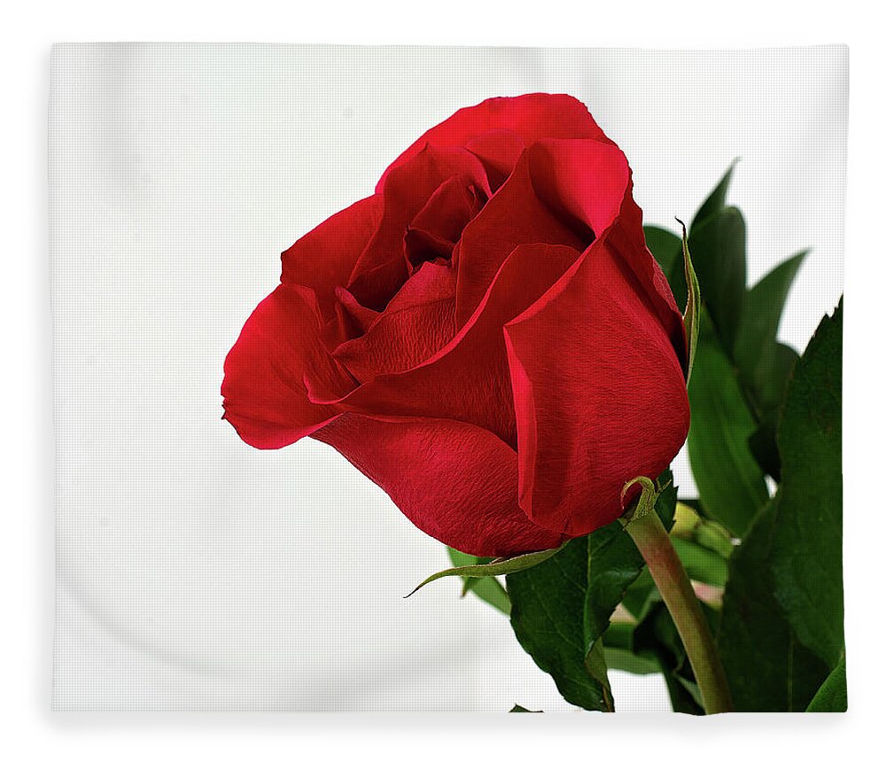 Single Red Rose Wall Art Fleece Blanket featuring the photograph Single Red Rose by Gwen Gibson