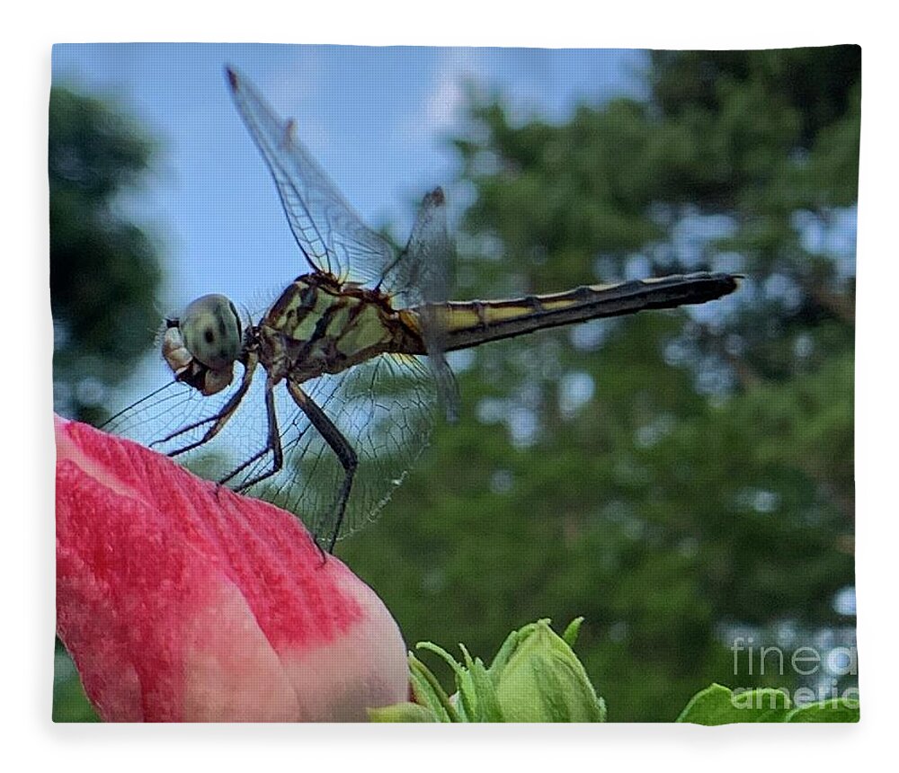Dragonfly Fleece Blanket featuring the photograph Skimmer On Target by Catherine Wilson