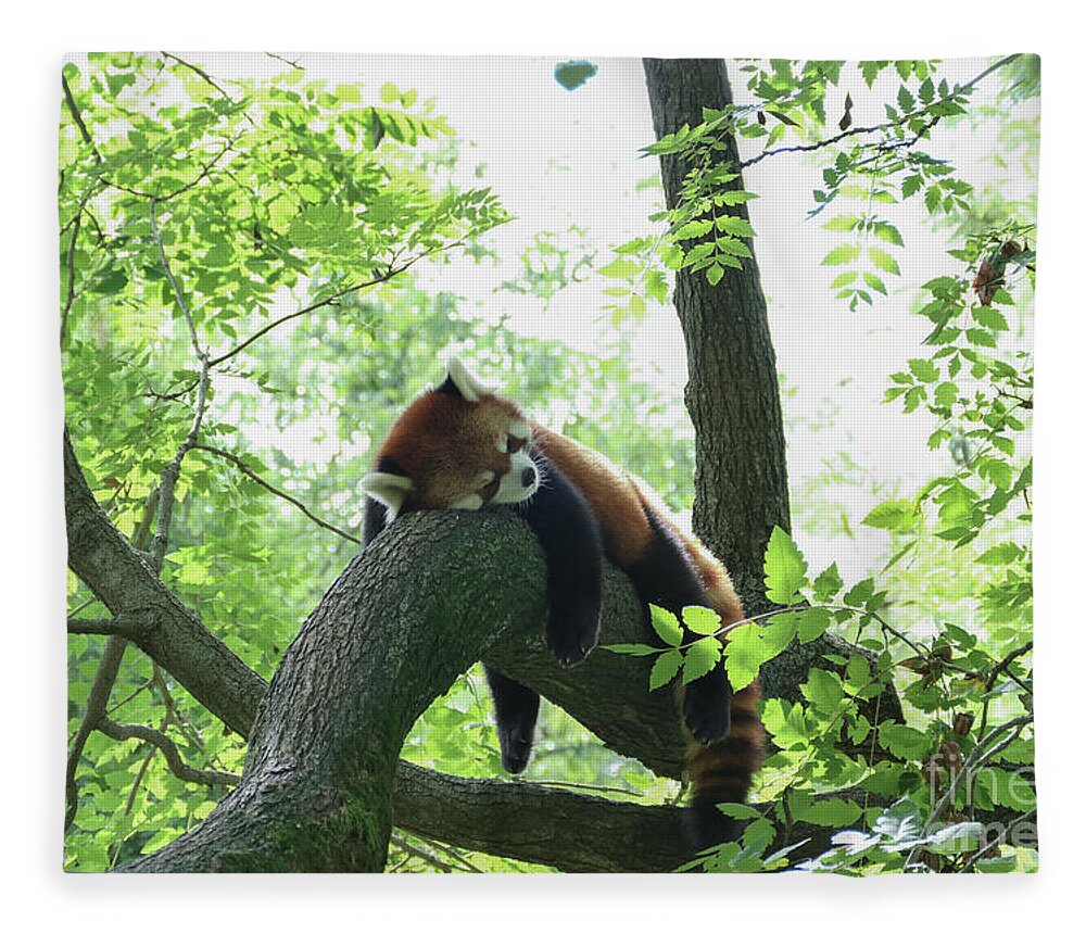 Red Panda Fleece Blanket featuring the photograph Sleeping Red Panda by Bentley Davis