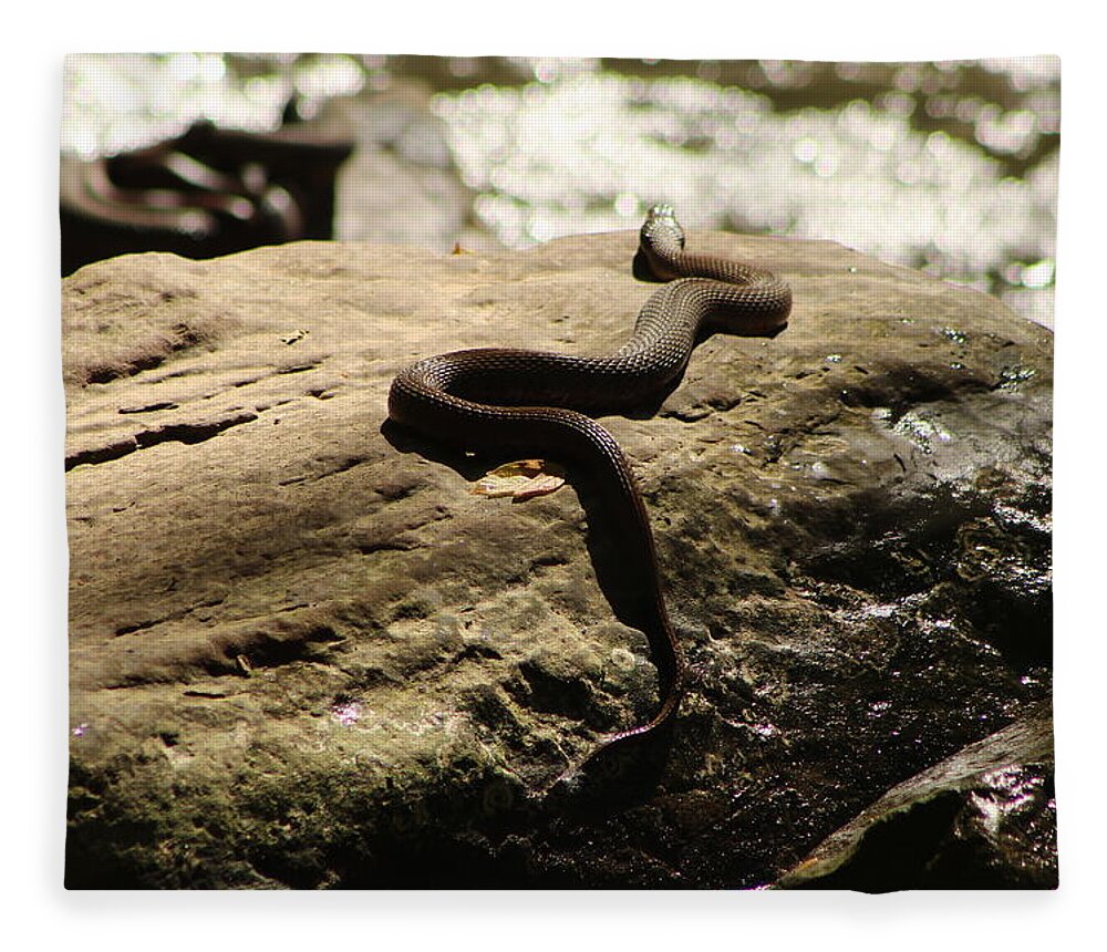 Jane Ford Fleece Blanket featuring the photograph Snake on a rock by Jane Ford