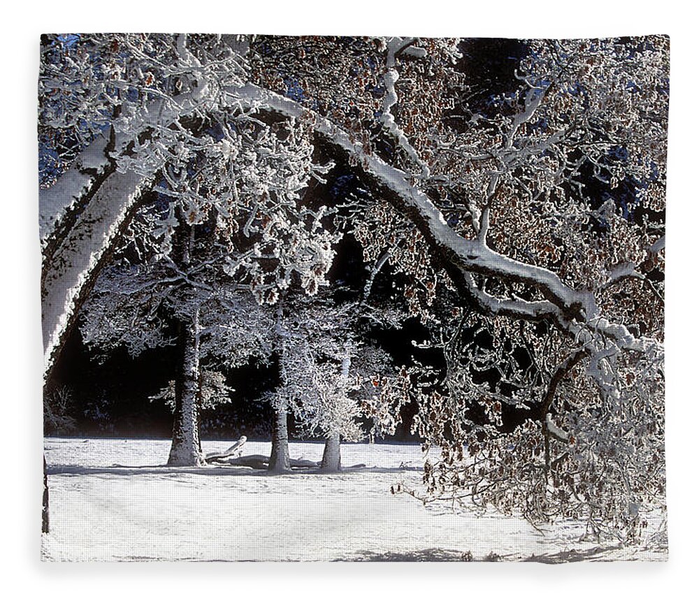 Black Oak Fleece Blanket featuring the photograph Snow Covered Black Oak Yosemite National Park by Dave Welling
