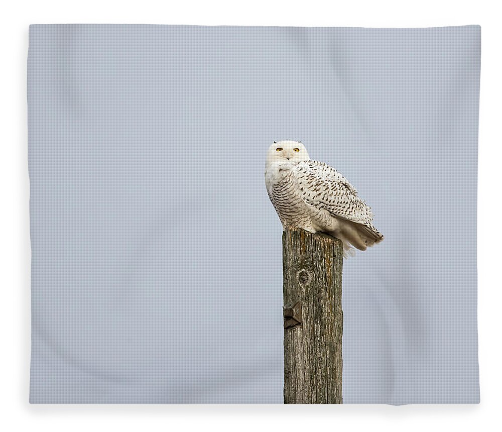 Snowy Owl Fleece Blanket featuring the photograph Snowy Owl 2021-1 by Thomas Young