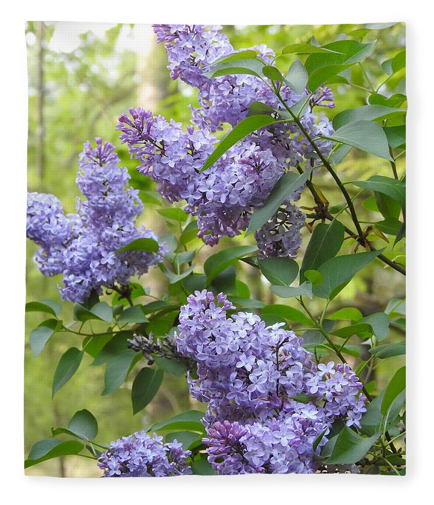 Lilac Fleece Blanket featuring the photograph So Many Lilacs in Bloom by Eunice Miller