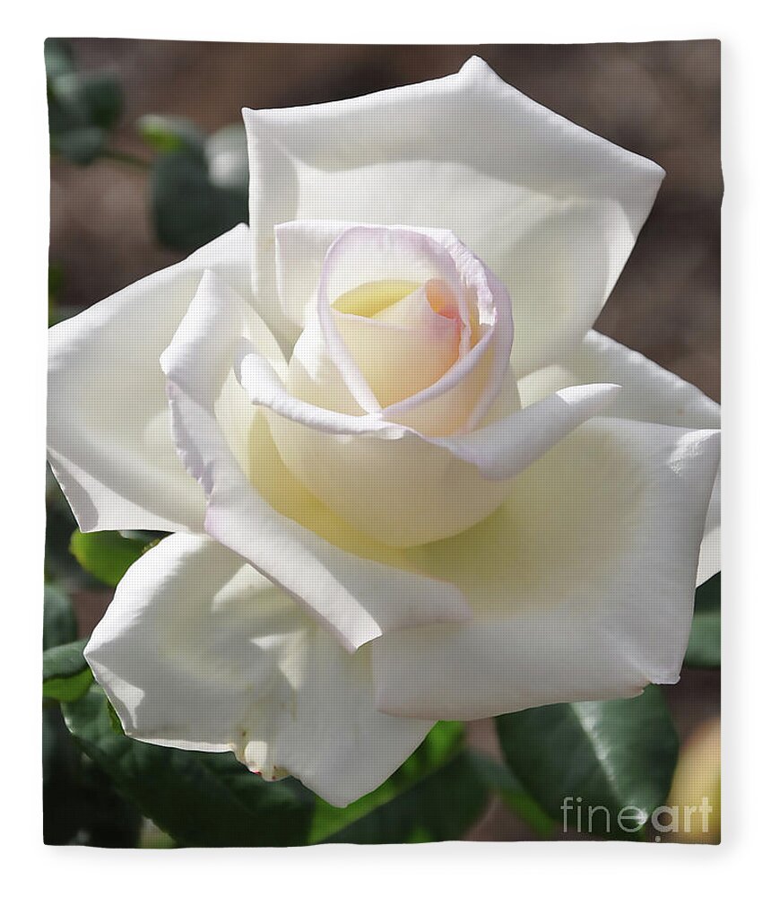 White-rose Fleece Blanket featuring the digital art Soft White Rose Bloom by Kirt Tisdale