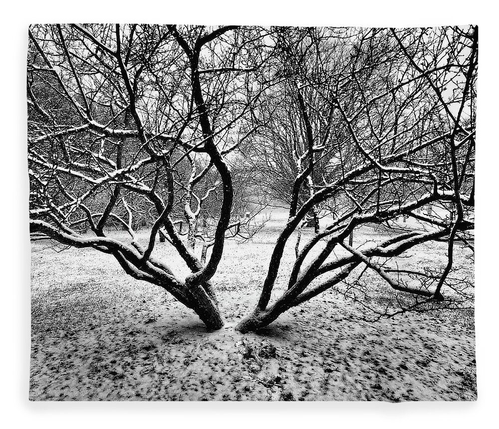 Trees Fleece Blanket featuring the photograph Solitude by Scott Olsen