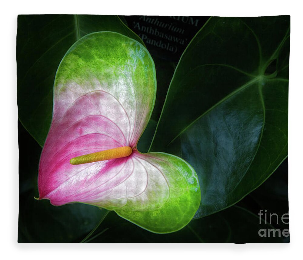 Conservatory Fleece Blanket featuring the photograph Song for a Flower by Marilyn Cornwell
