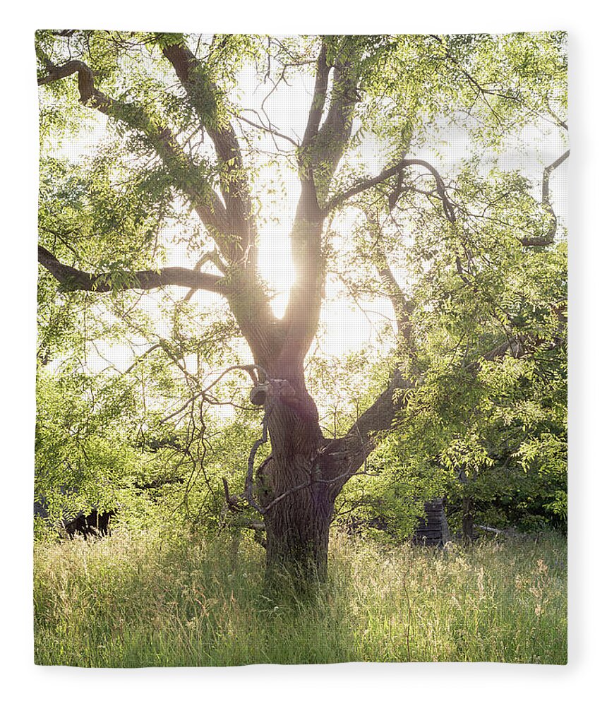 Sophora Fleece Blanket featuring the photograph Sophora Japonica, Great Dixter by Perry Rodriguez