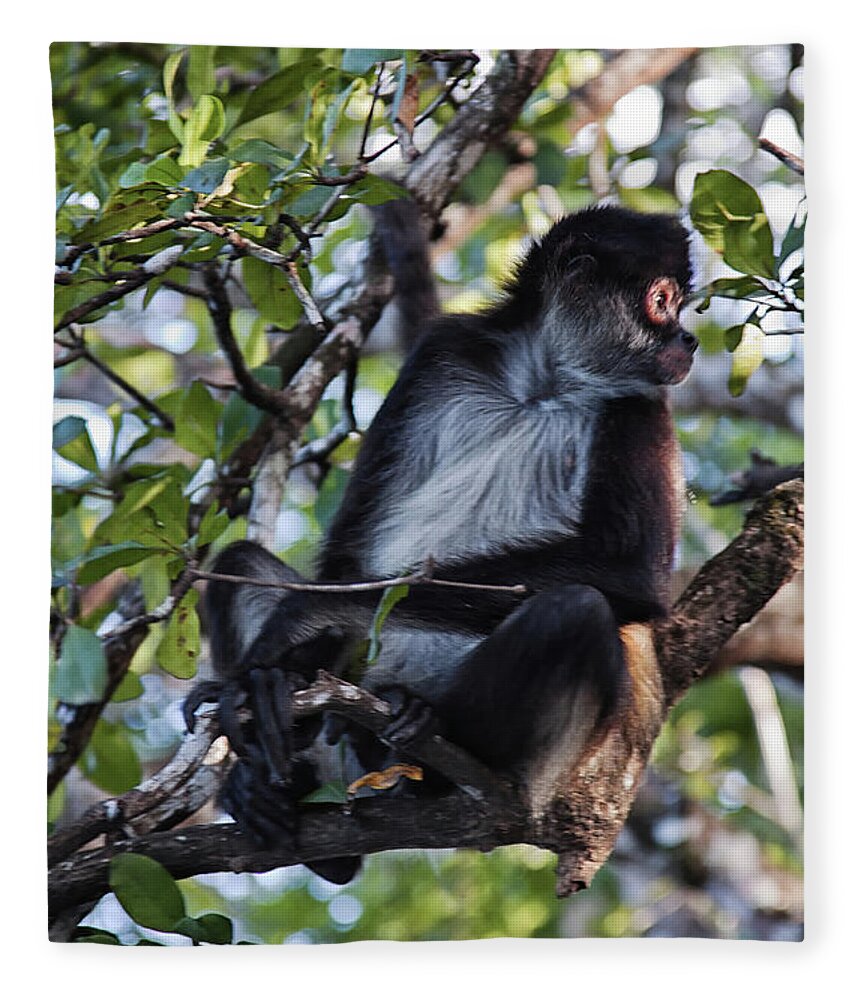 Belize Fleece Blanket featuring the photograph Spider Monkey, Belize jungle by Tatiana Travelways