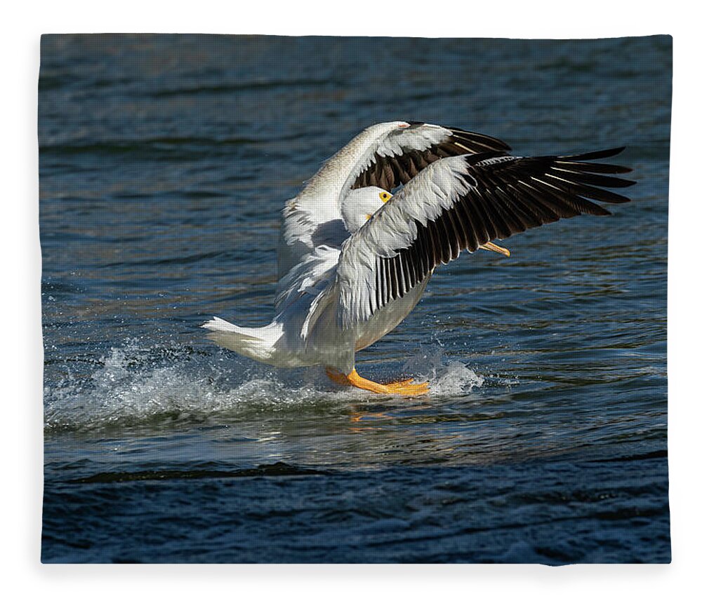 American White Pelican Fleece Blanket featuring the photograph Splash Down 2016 by Thomas Young
