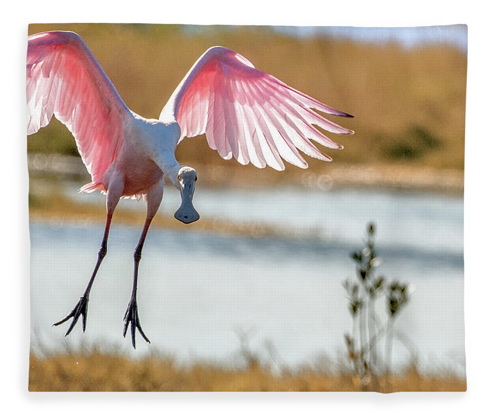 Landing Fleece Blanket featuring the photograph Spoonbill Coming Down by Dorothy Cunningham